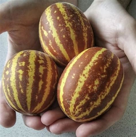 Дыня вьетнамская, сочная, сладкая, полезная, маслянистая семена купить ...