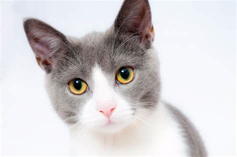 How To Communicate with the Animals | Animal Telepathy
