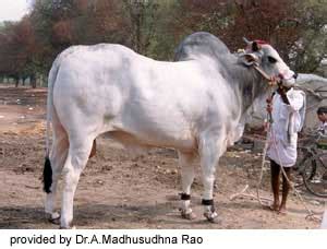 Ongole Cattle | Oklahoma State University