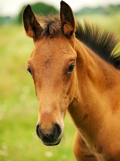 horse headshot pictures