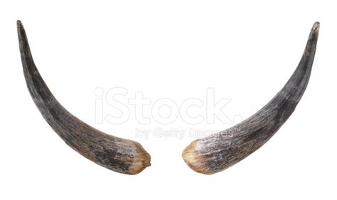 Bull Horns Stock Photos - FreeImages.com