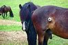 Flickr: "horsepenis"