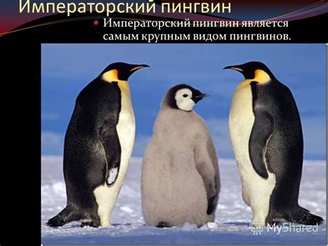 Презентация на тему: "Пингвины Есть три версии происхождения названия ...