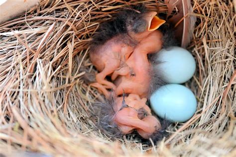ANIMALES OVÍPAROS » Significado, Características, Clasificación Y Ejemplos