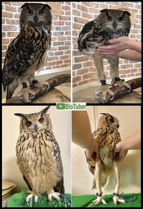 BioTuber - Las piernas de búhos, tecolotes y lechuzas pueden ser más