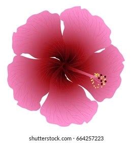 bunga raya drawing easy national flower  malaysia bunga raya