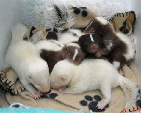 Baby Skunks | Baby skunks, Baby animals, Cute animals