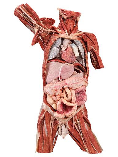 von Hagens Plastination | REAL ANATOMY FOR TEACHING