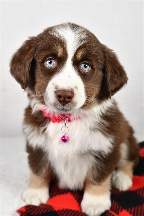 Joy - Miniature American Shepherd Puppy for Sale in Millersburg, OH