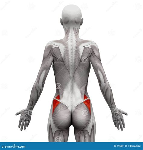 Gluteus Medius - Anatomy Muscles Isolated on White - 3D Illustration ...