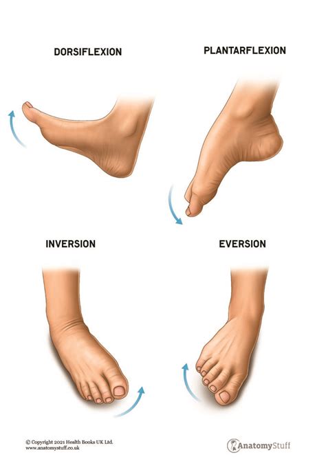 Foot and Ankle Anatomy - Range of Motion and Structure | AnatomyStuff