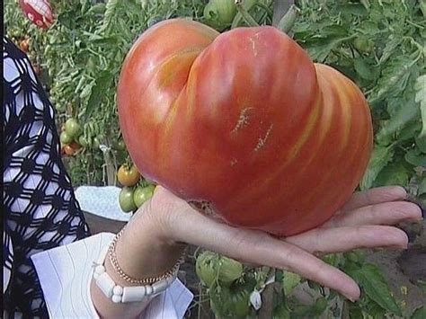 Чтобы любимые помидоры были крупными и созревали... | Интересный ...