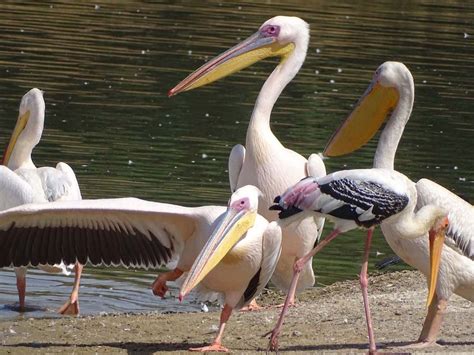 Great White Pelican/Painted Stork | BirdForum