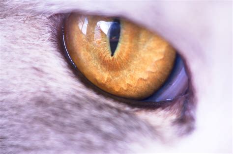 Close Up Of The Yellow Cat's Eye Free Stock Photo - Public Domain Pictures