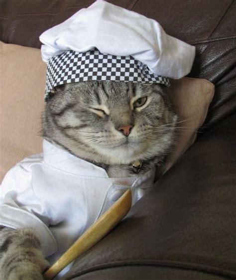 Клички Для Котов Мальчиков — Легкие и Красивые Имена Bff Halloween ...