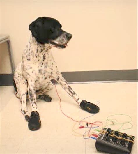 Payton's Amazing Recovery! - Vital Vet