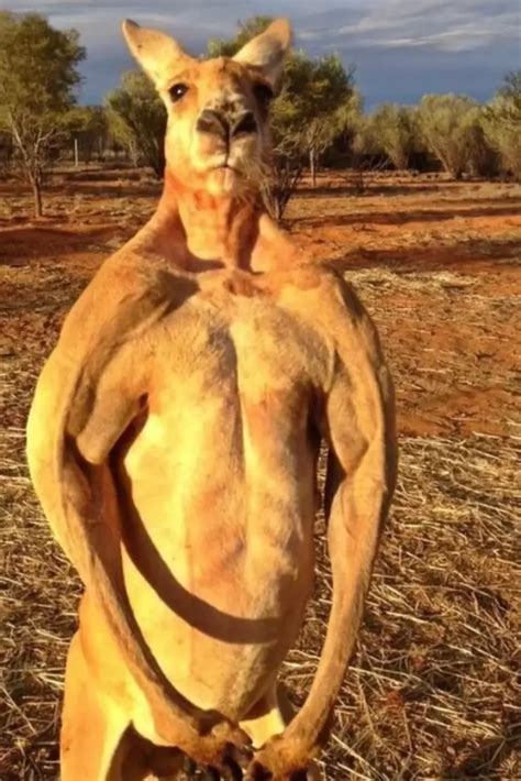 Human vs Kangaroo: Who Wins the Ultimate Fight?