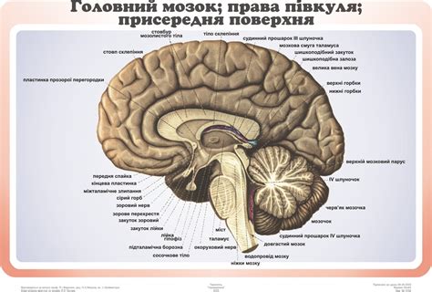 Головний мозок; права пiвкуля; присередня поверхня