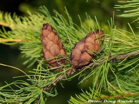 Larix sibirica - Description | CG Encyclopedia
