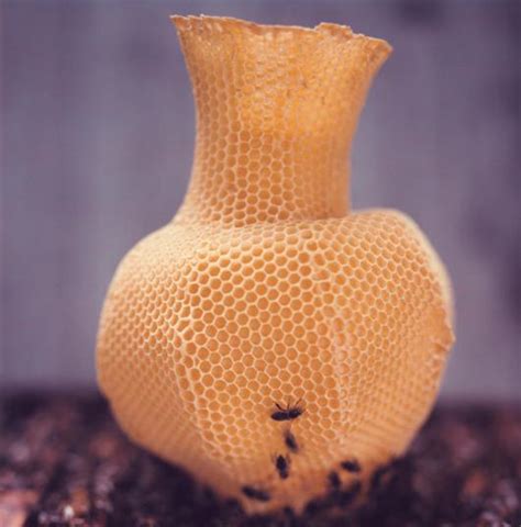 honeycomb - Sight Unseen