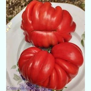 Томат Минусинский Лев - Семена Сибирских сортов!