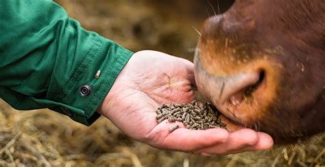 Feed - definition and meaning with pictures | Picture Dictionary & Books