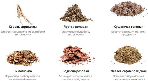Лексопол для увеличения потенции - капсулы и спрей: отзывы, где купить ...