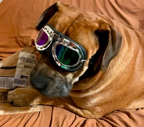MALE SOUTH AFRICAN BOER BOEL | Dogs & Puppies for Rehoming | North Bay ...