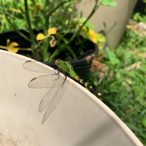 My garden has attracted so many dragonflies! : r/gardening