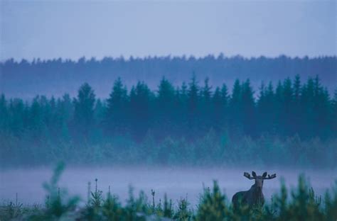 Wild Sweden | Rewilding Europe