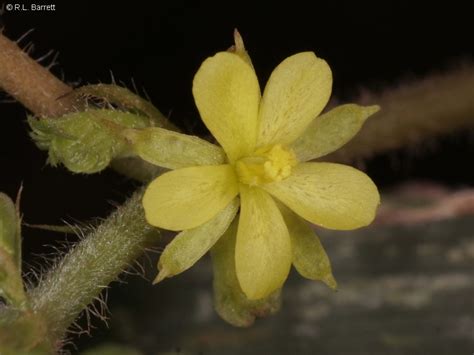 Corchorus aestuans