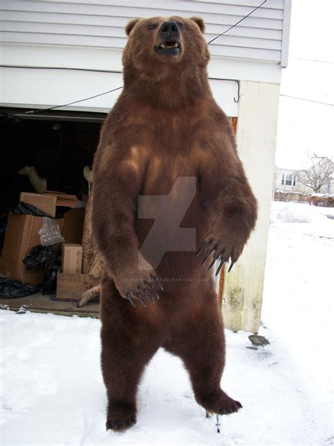 Russian Brown Bear by rgswildlife on DeviantArt
