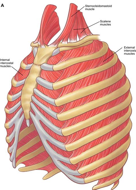 (PDF) The Anatomy of the Ribs and the Sternum and Their Relationship to