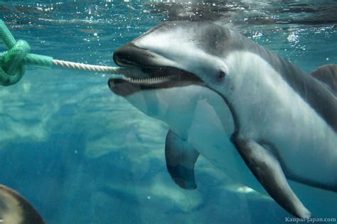Kaiyukan Aquarium - Osaka's Vertical Tank and Whale Shark