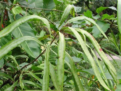 Oleandra costaricensis (Oleandraceae) image 2930 at PlantSystematics.org