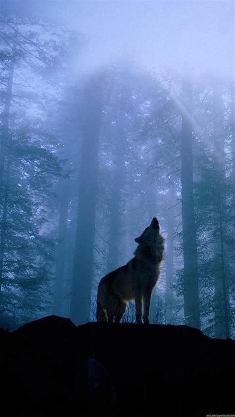 Galaxy Wolf Wallpapers - Wallpaper Cave