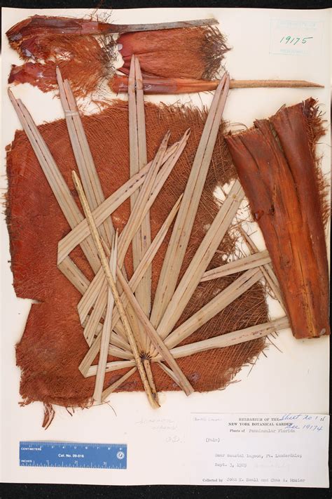 Serenoa repens - Species Page - ISB: Atlas of Florida Plants