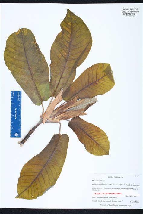 specimen details plant atlas