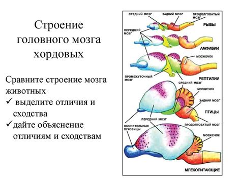 Строение головного мозга хордовых - презентация онлайн