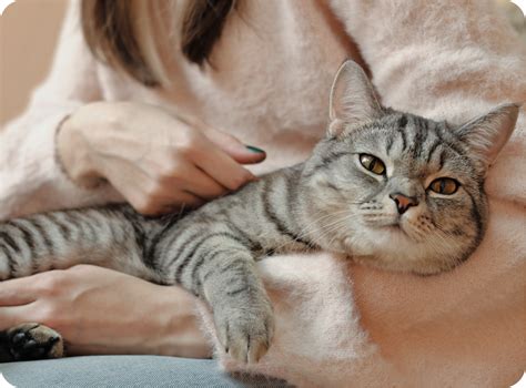 Мечтаете завести котика?