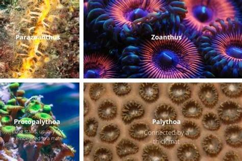 Zoanthids coral care, placement, feeding, and advice