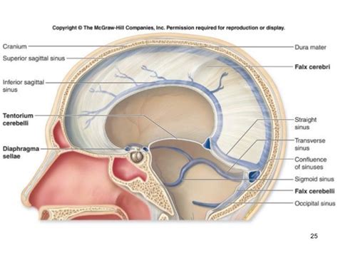 Attēlu rezultāti vaicājumam “diaphragma sellae” | Cranial nerves, Dura ...