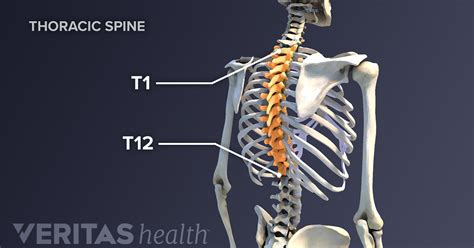 thoracic spinal nerves
