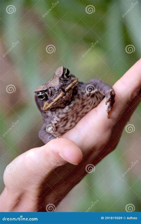 Common Coqui - Eleutherodactylus Coqui Frog Stock Image - Image of ...