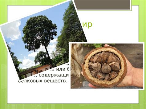 Федеративная Республика Бразилия - презентация онлайн