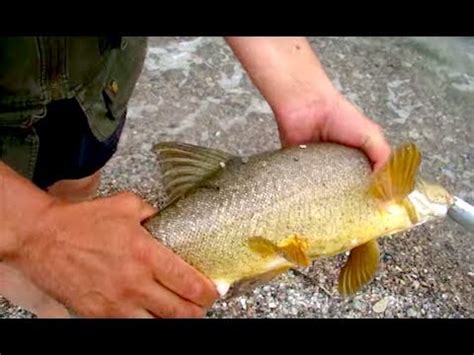 Много рыбы! Сама идет на спиннинг 🎣 - YouTube