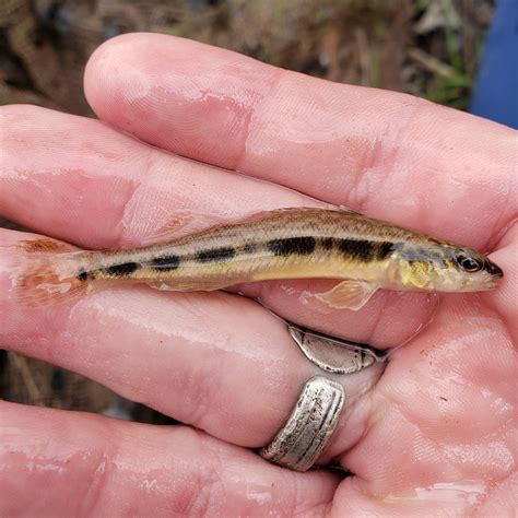 Ohio — Native Fish Coalition