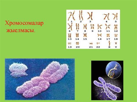 Җенес генетикасы - презентация онлайн