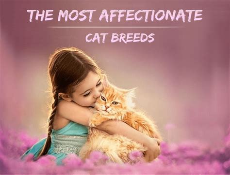 The 15 Most Affectionate Cat Breeds - HubPages