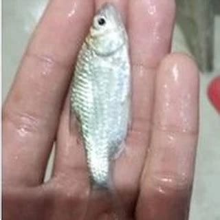 Jual Ikan Tawes Terlengkap & Harga Terbaru Agustus 2024 | Shopee Indonesia